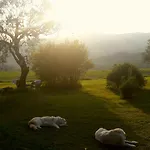 Le Bumbarelle